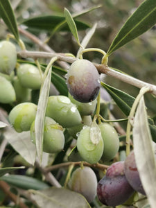 Die Oliven & die Ernte